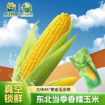 甄选品质】正宗东北黄糯玉米新鲜非转基因零添加真空包装整箱批发