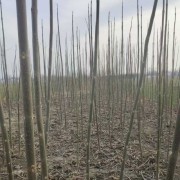 桐树苗种植技术桐树苗种植基地桐树苗大量批发桐树苗供应