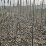 桐树苗种植技术桐树苗种植基地桐树苗大量批发桐树苗供应