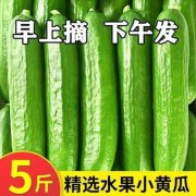 保鲜保脆水果小黄瓜荷兰生吃批发新鲜山东小青瓜黄瓜新鲜孕妇水果